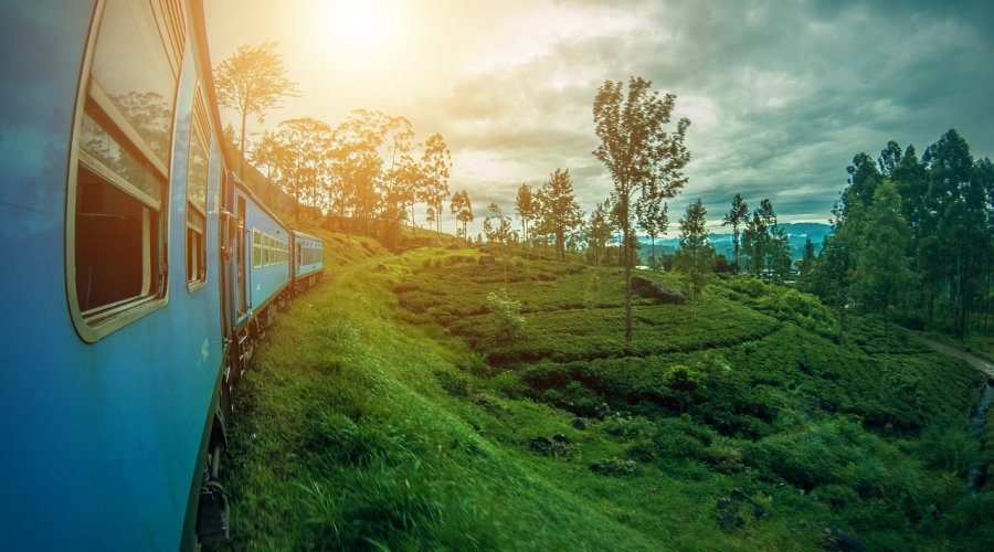 Hvad er Ceylon te?